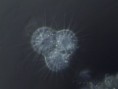 /album/galleria-foto-protisti/microscopia-3-jpg/